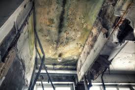 Best Mold Prevention Services  in Todd Creek, CO